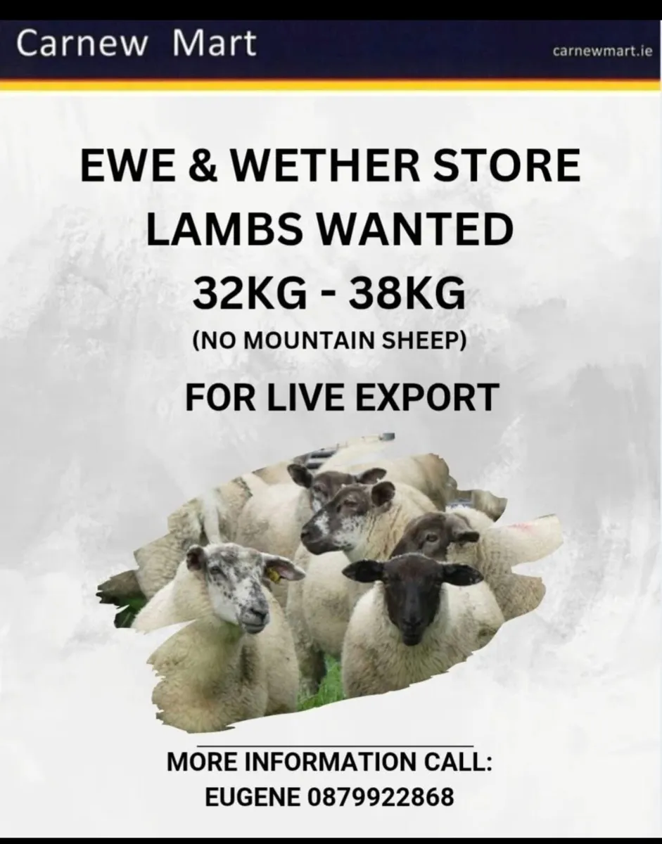 Lambs wanted for live export