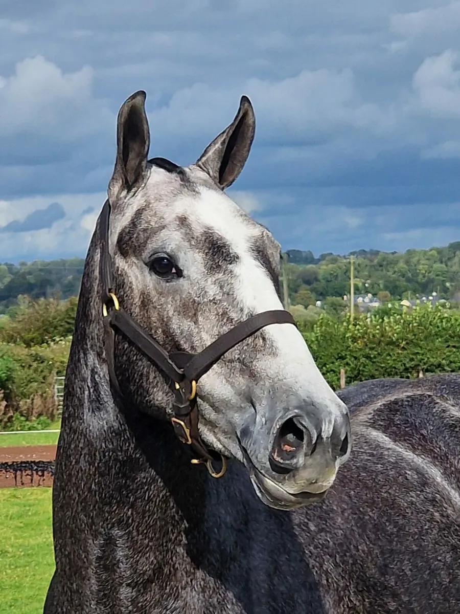 ***Smashing IDx Maxi Cob *** - Image 1