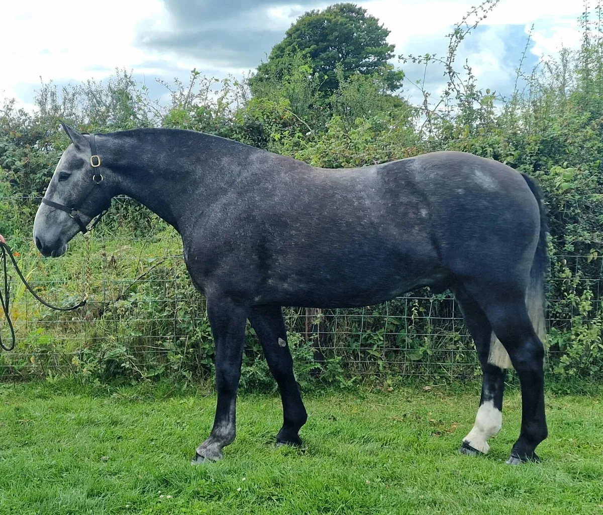 ***Smashing IDx Maxi Cob *** - Image 3