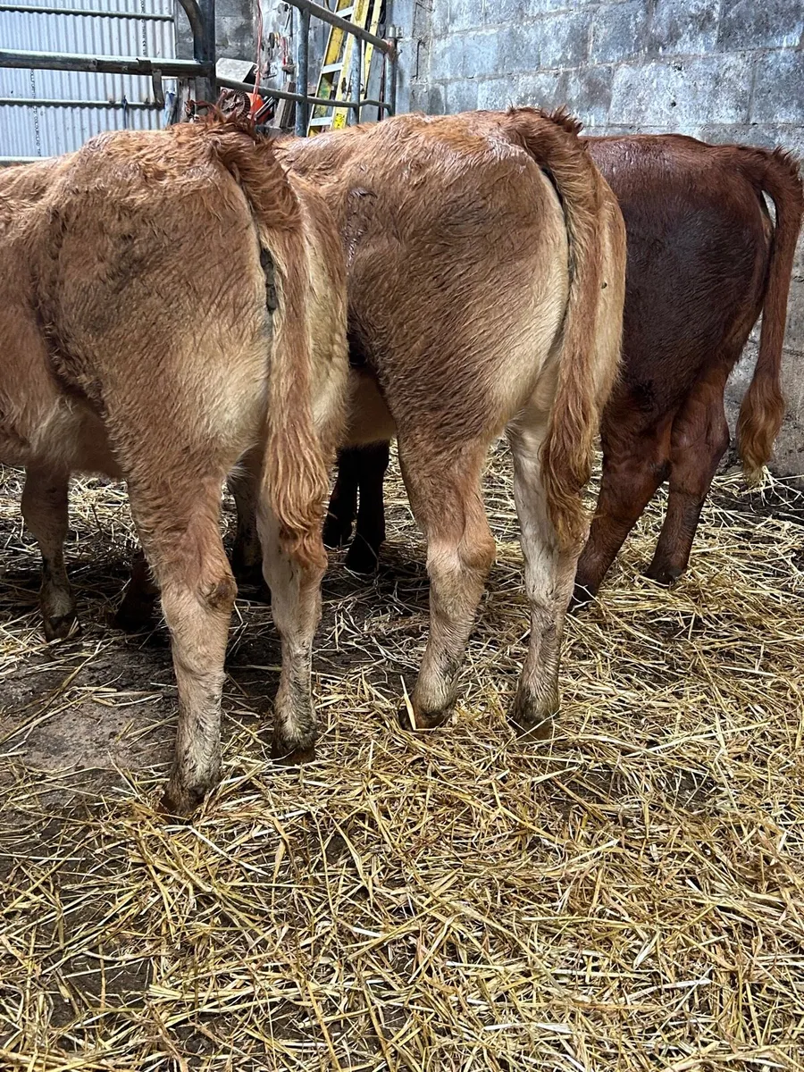 3 smashing limosin heifers - Image 1