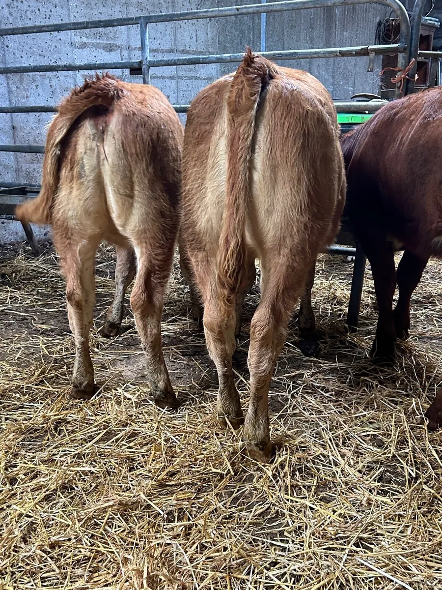3 smashing limosin heifers - Image 2