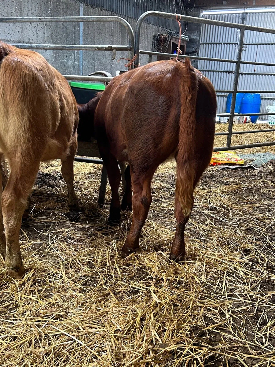 3 smashing limosin heifers - Image 3