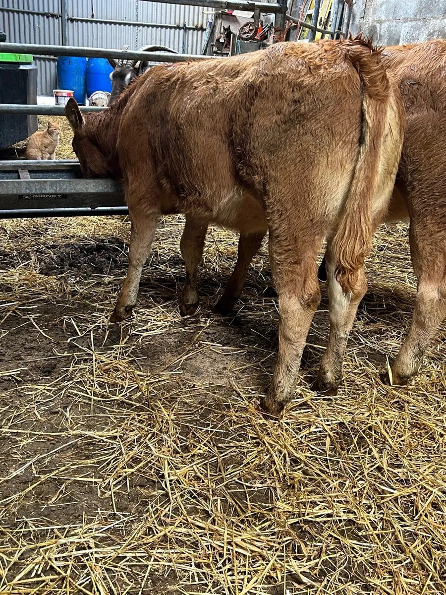 3 smashing limosin heifers - Image 4