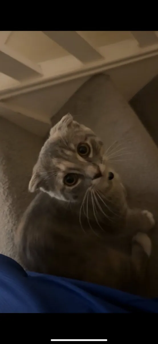 Scottish fold kitten female - Image 1