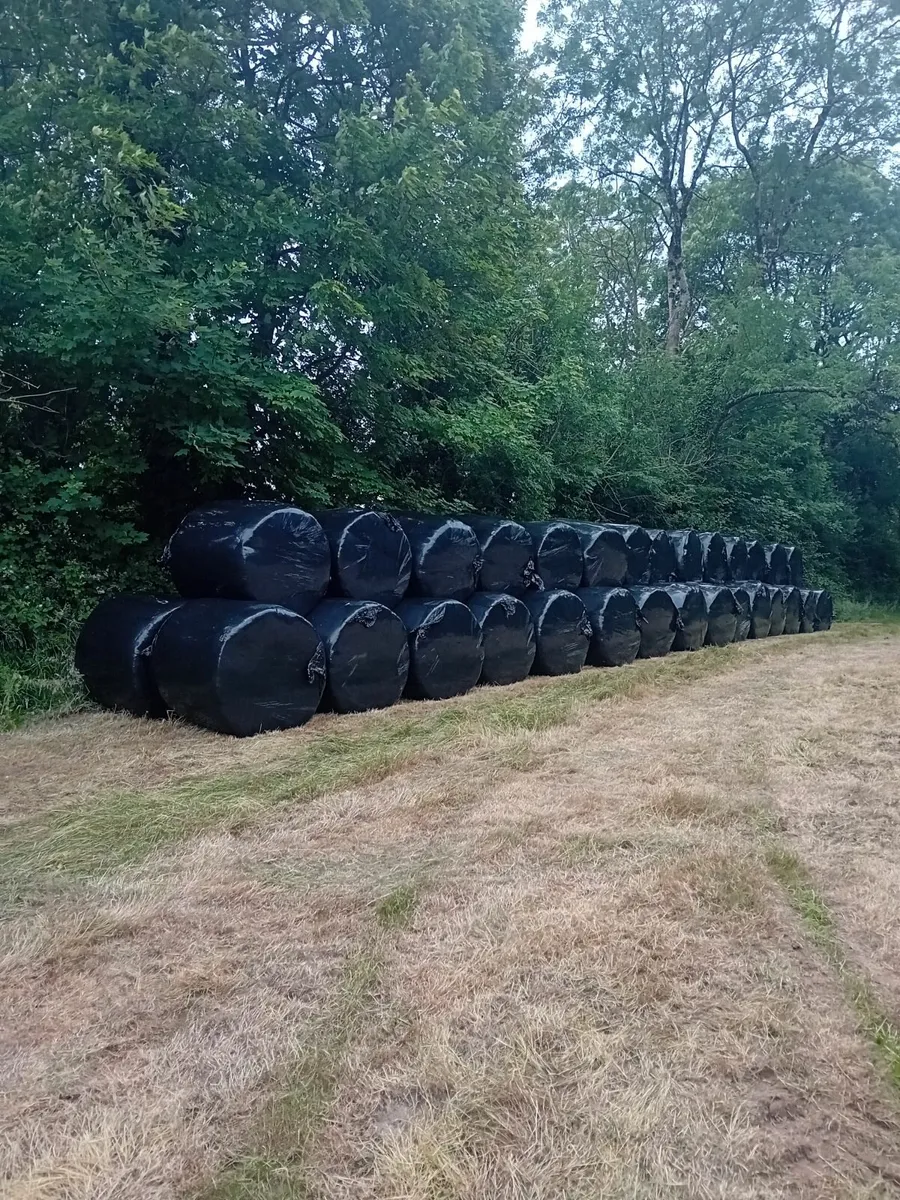 Silage Bales for Sale - Image 2