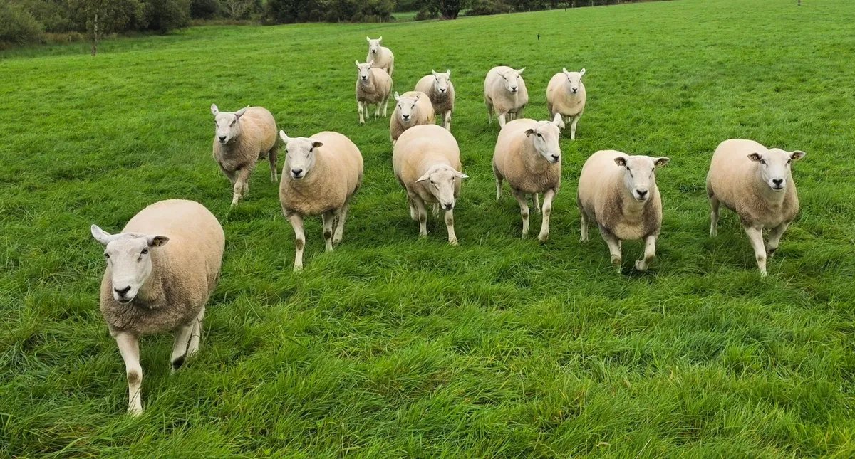 Lleyn Rams - Image 1