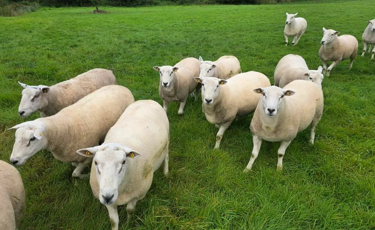 Lleyn Rams - Image 2