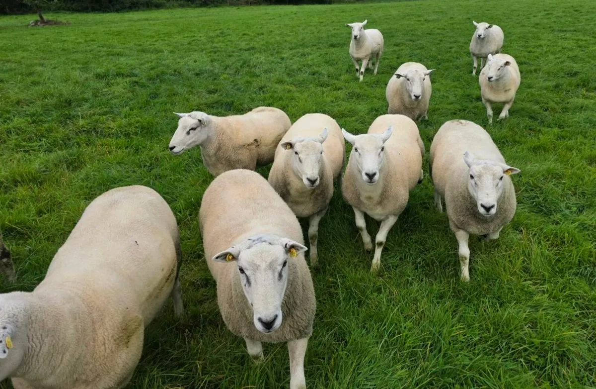 Lleyn Rams - Image 3