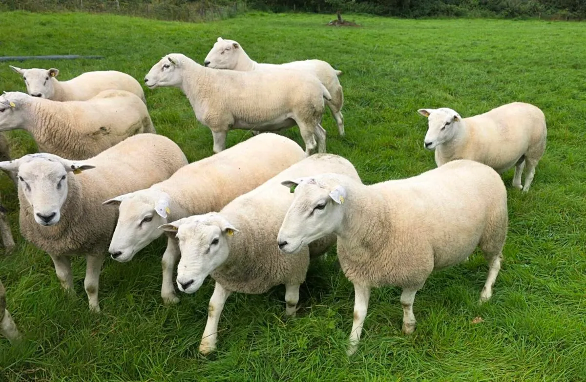 Lleyn Rams - Image 4