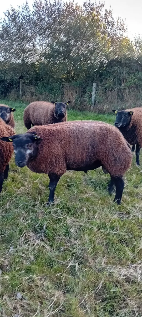 P.B.R Blue Texel Ram Lambs - Image 1