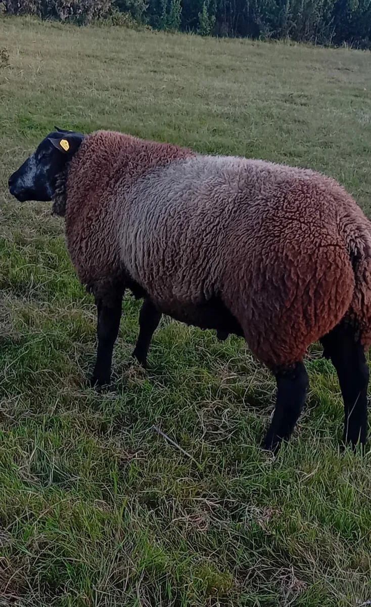 P.B.R Blue Texel Ram Lambs - Image 2