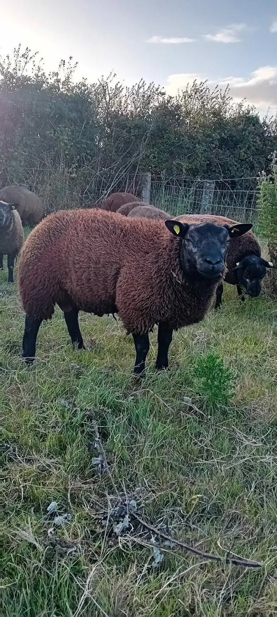 P.B.R Blue Texel Ram Lambs - Image 3