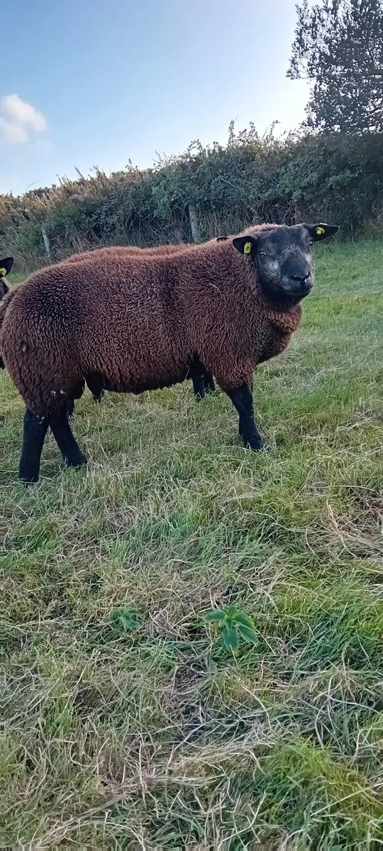 P.B.R Blue Texel Ram Lambs - Image 4