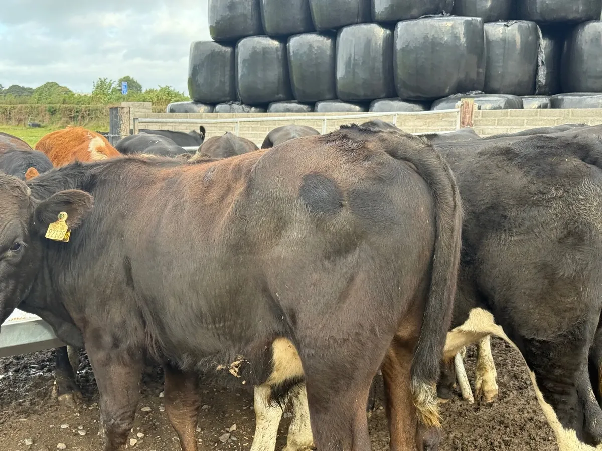 12 ANGUS & HEREFORD BULLOCKS ( HOMEBRED) - Image 2