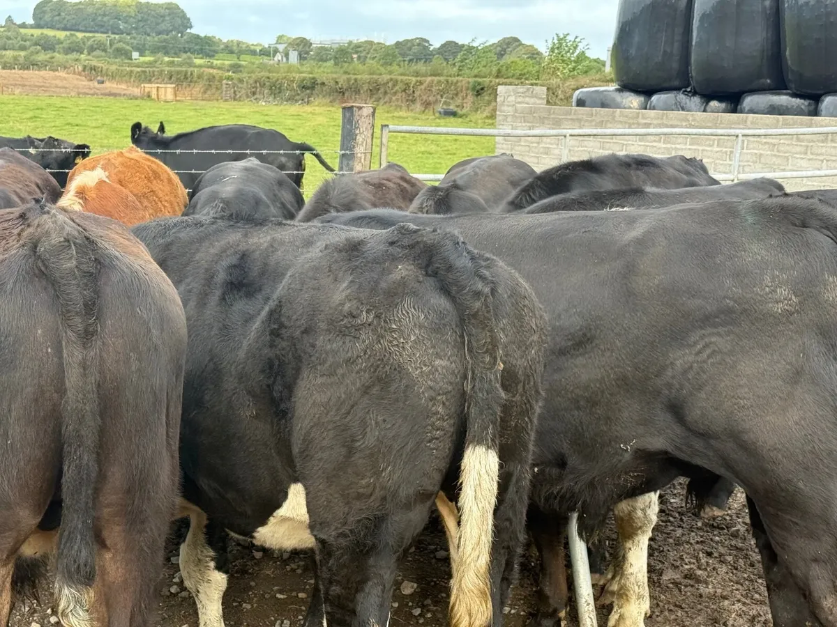 12 ANGUS & HEREFORD BULLOCKS ( HOMEBRED) - Image 3