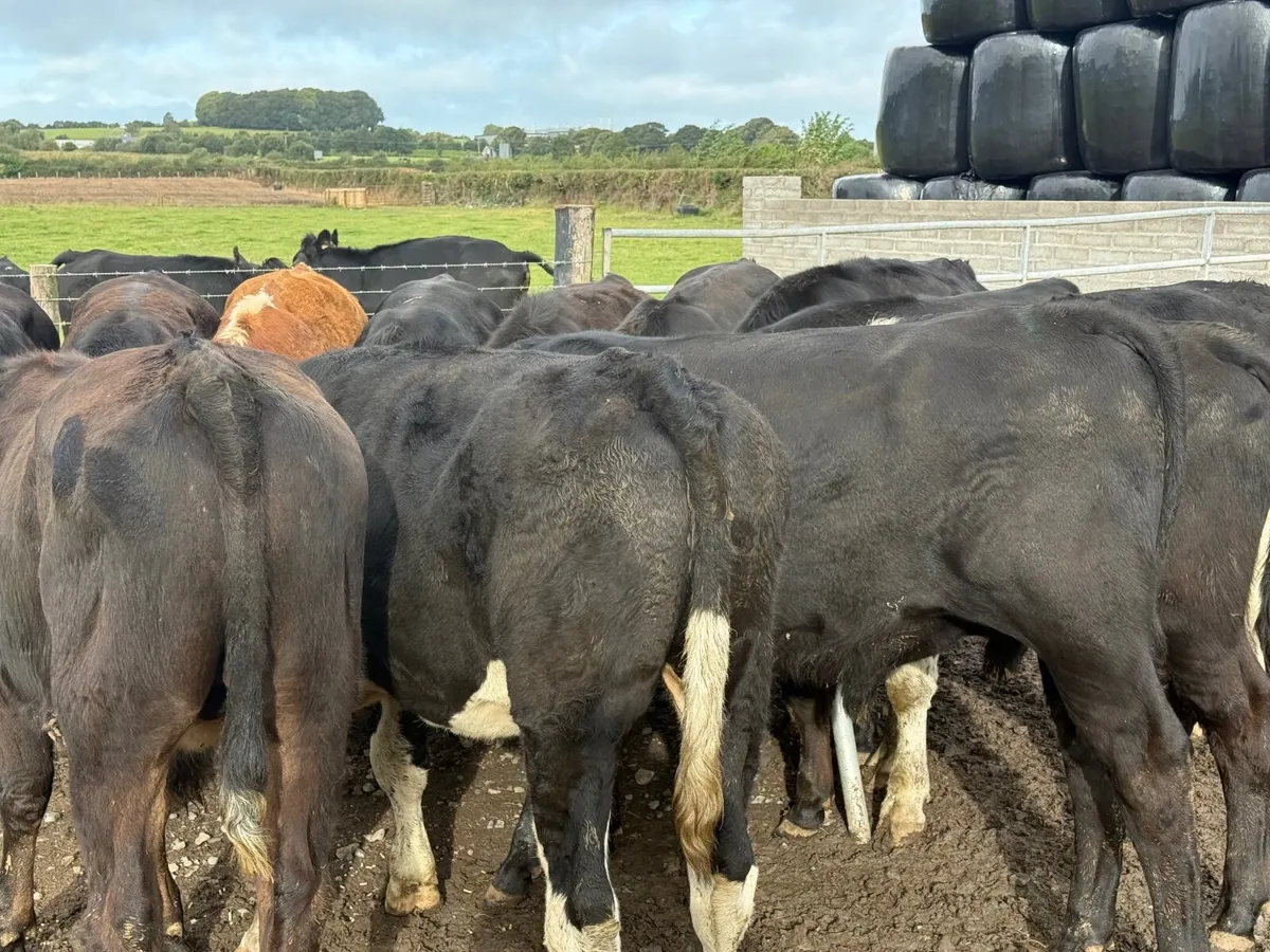 12 ANGUS & HEREFORD BULLOCKS ( HOMEBRED) - Image 1