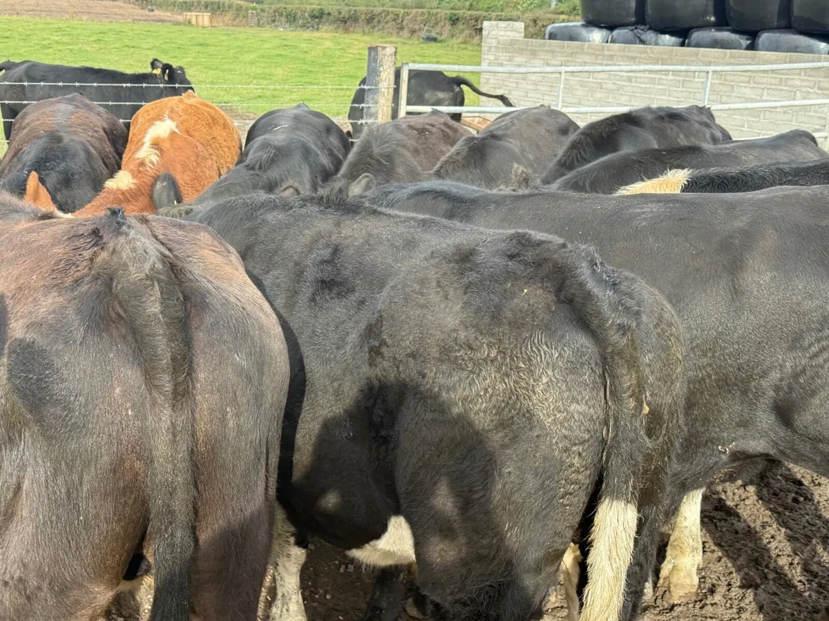 12 ANGUS & HEREFORD BULLOCKS ( HOMEBRED) - Image 4