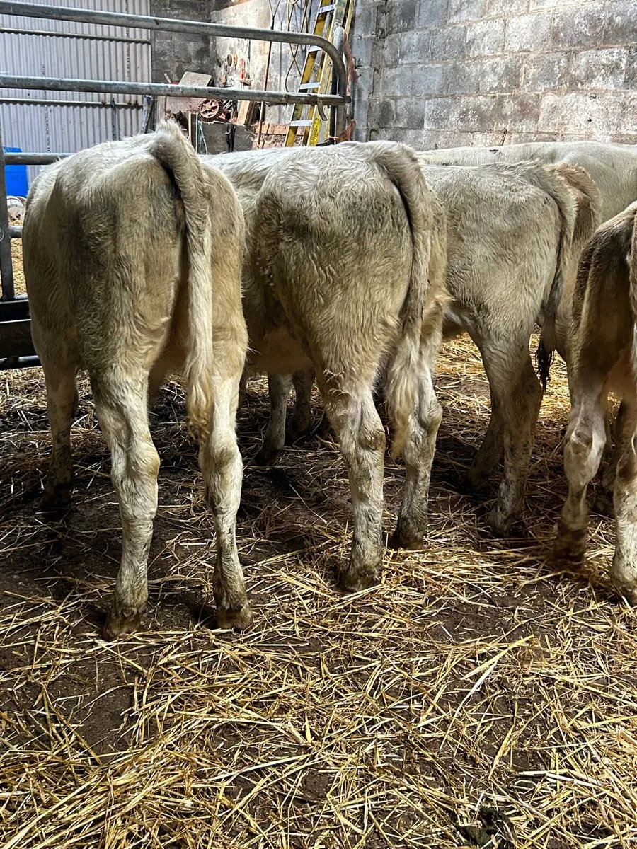 6 Charlaois heifers 5🌟 - Image 1