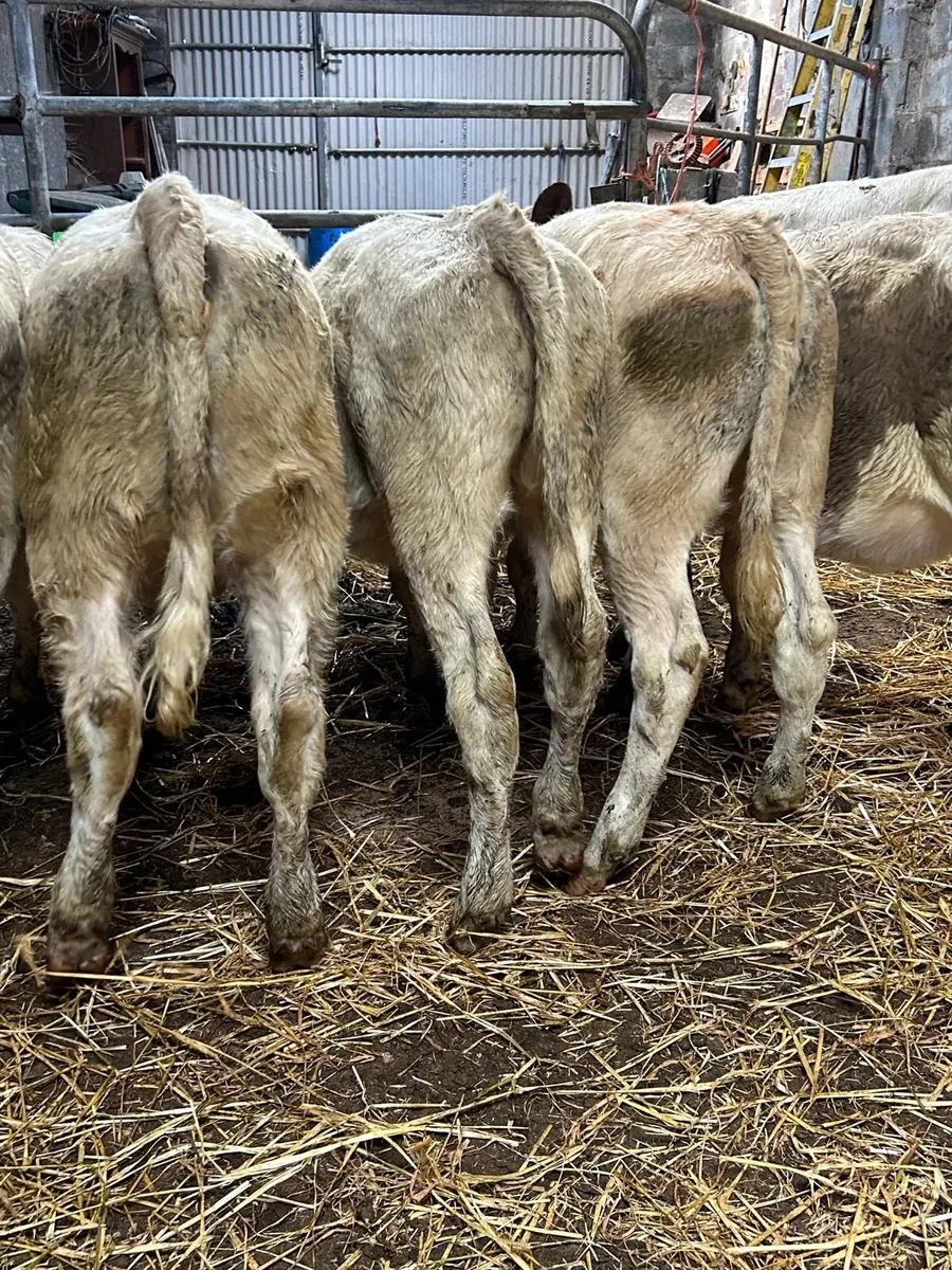 6 Charlaois heifers 5🌟 - Image 2