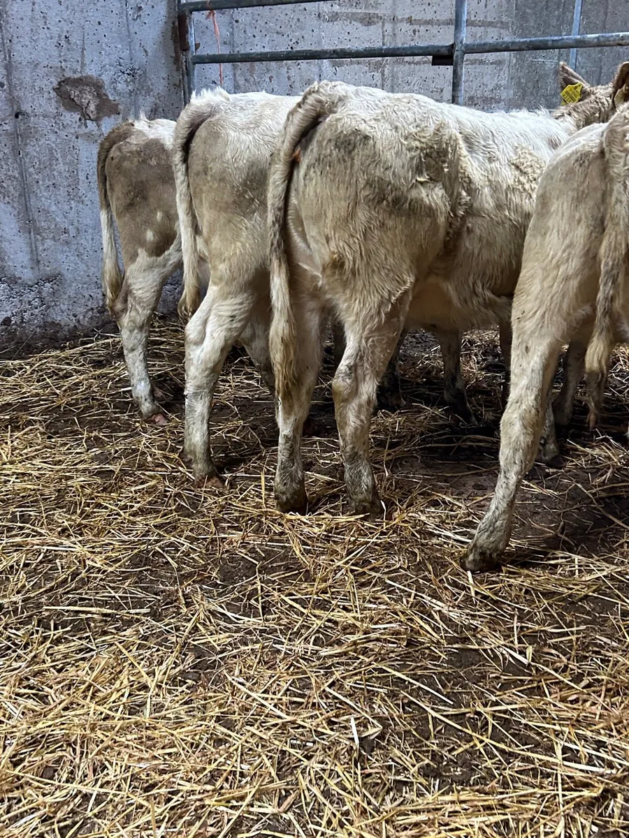 6 Charlaois heifers 5🌟 - Image 3