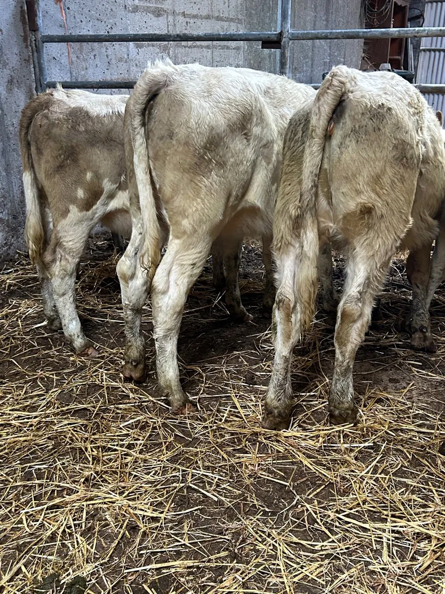 6 Charlaois heifers 5🌟 - Image 4