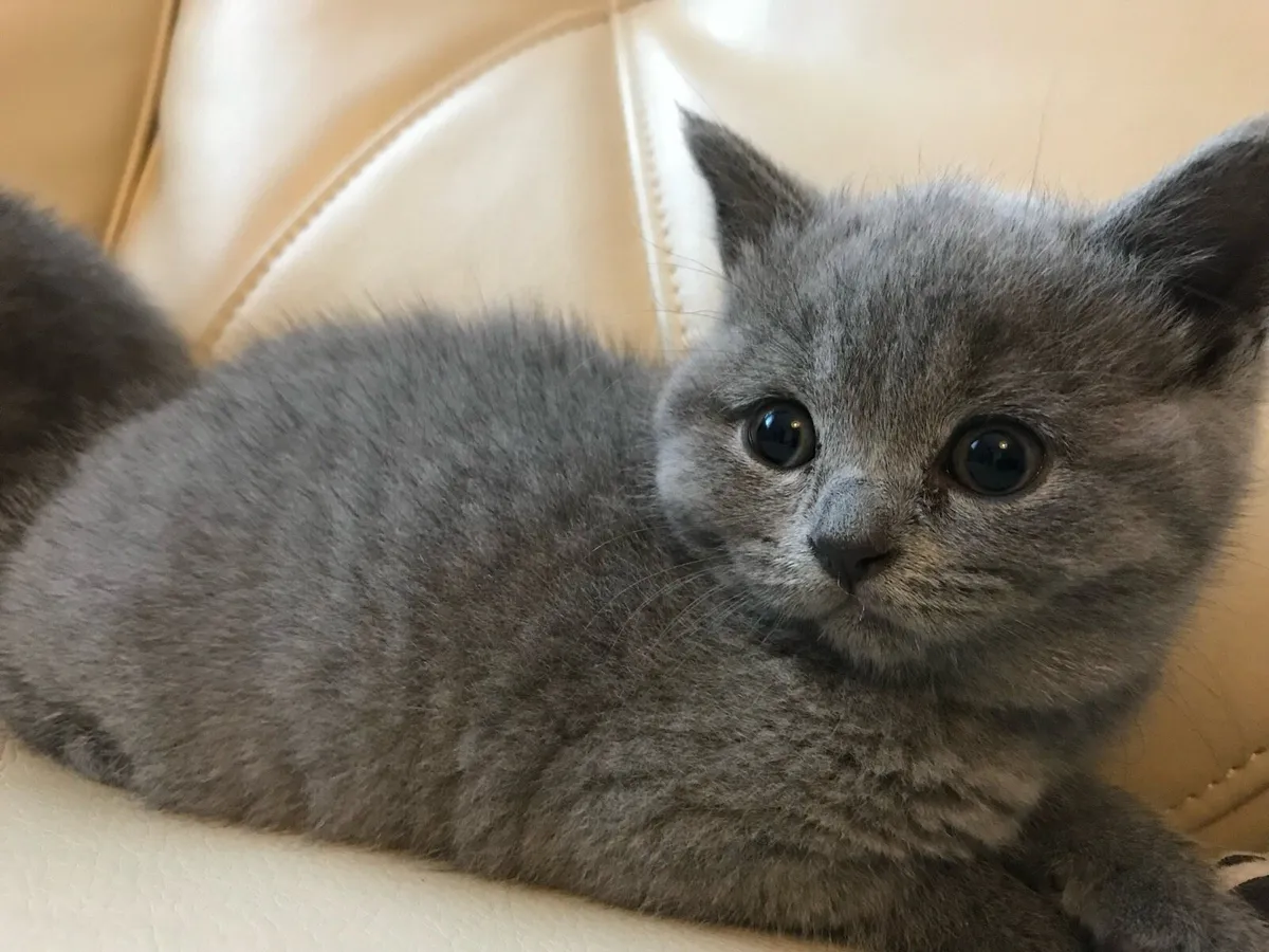 British blue short hair - Image 2
