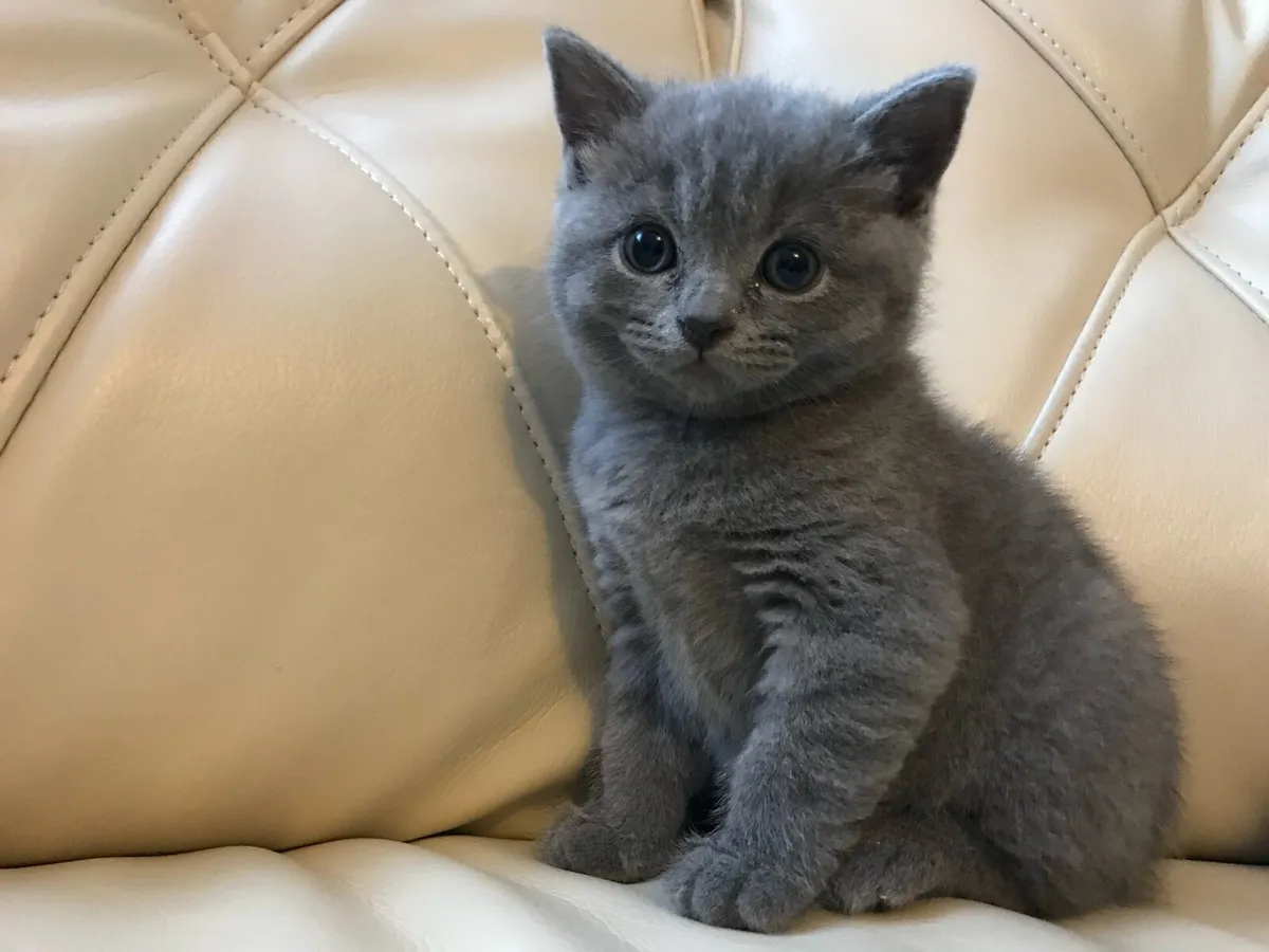 British blue short hair - Image 4