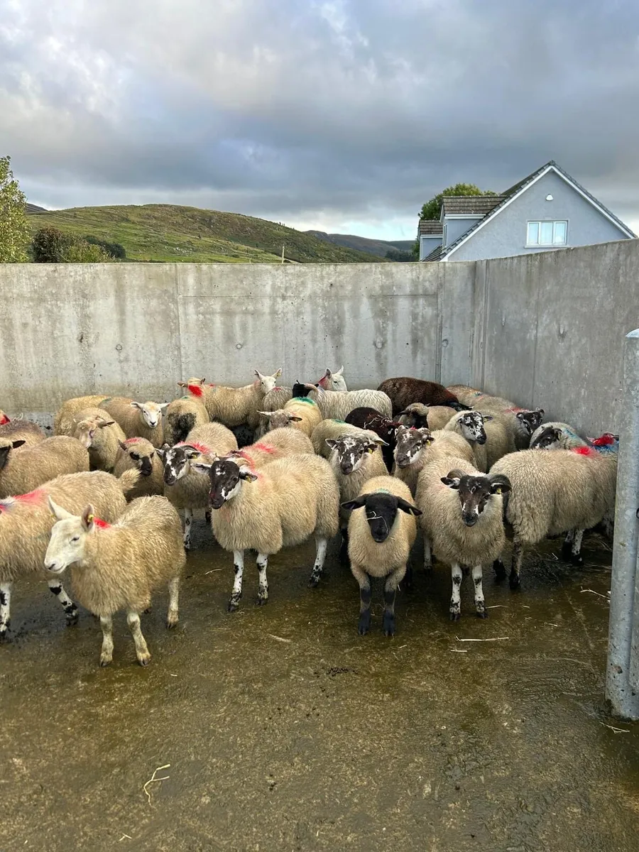 Store lambs - Image 3