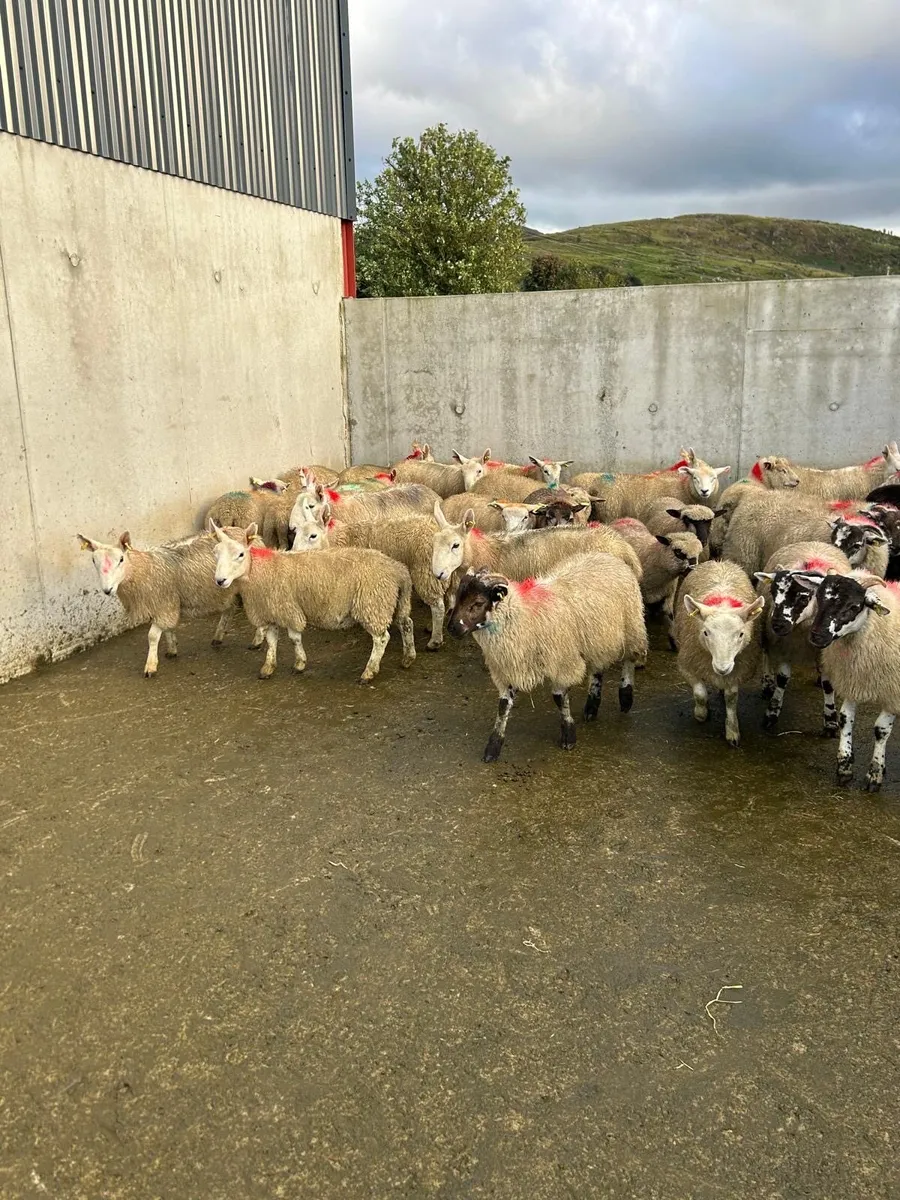 Store lambs - Image 1