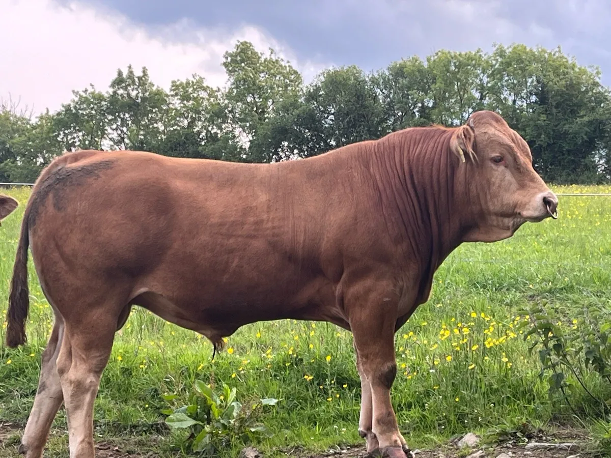 Livestock - Image 2