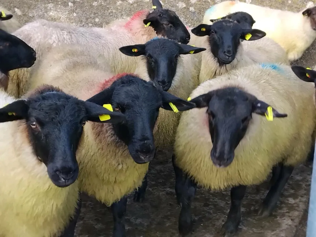 45 Super Suffolk Ewe Lambs - Image 1