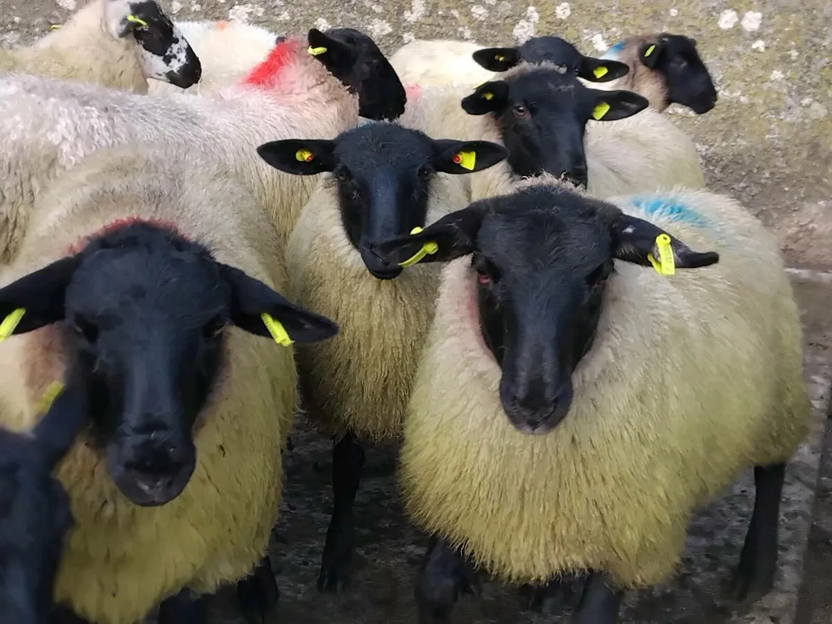 45 Super Suffolk Ewe Lambs - Image 2