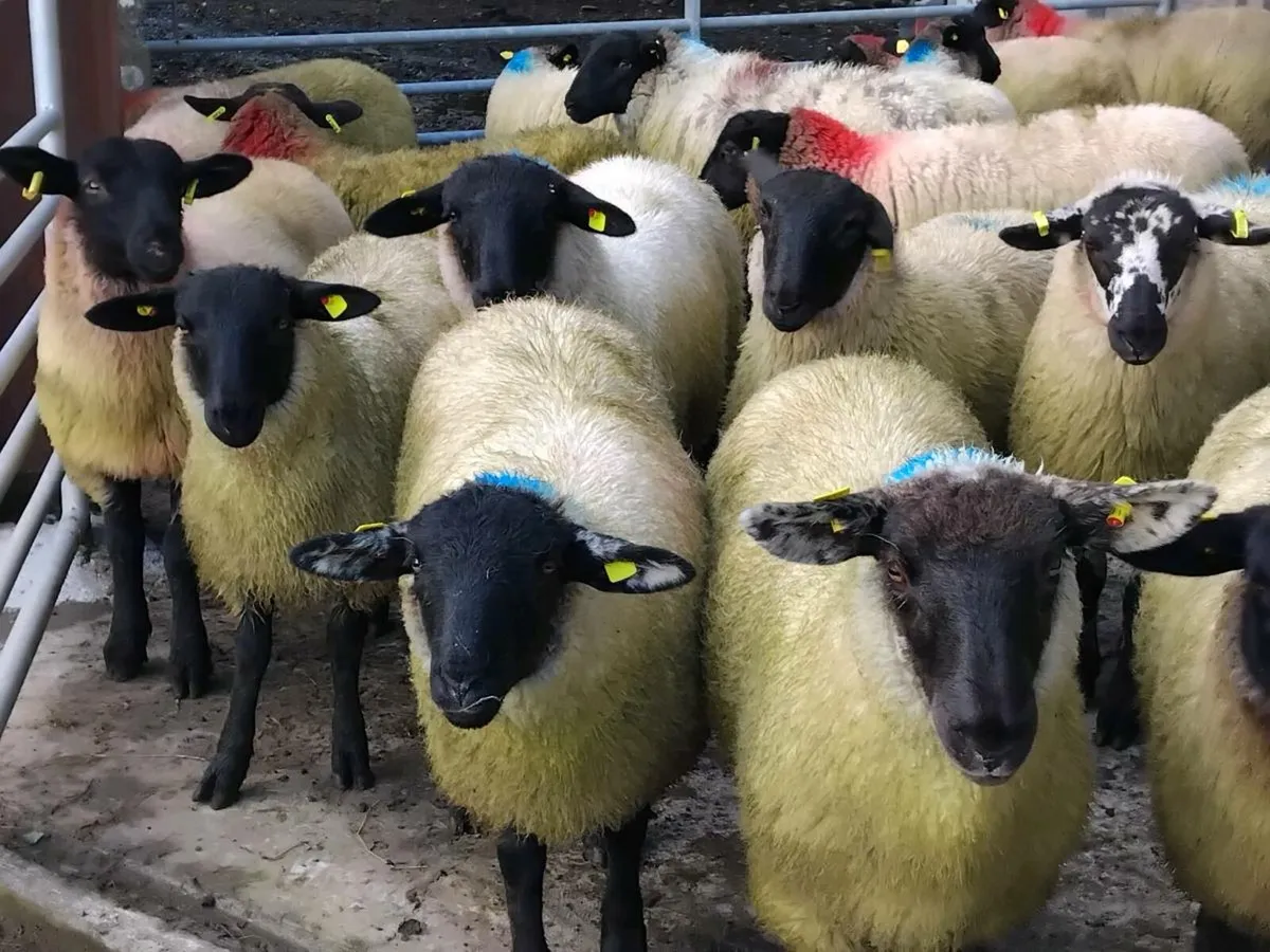 45 Super Suffolk Ewe Lambs - Image 3