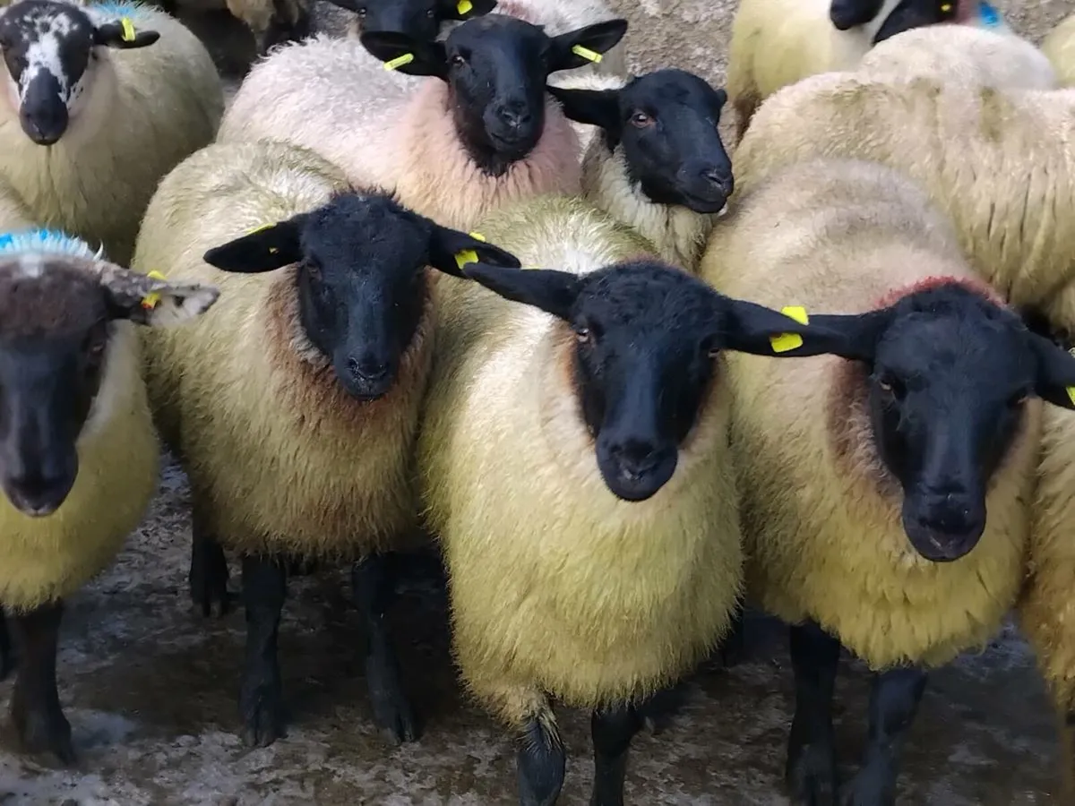 45 Super Suffolk Ewe Lambs - Image 4
