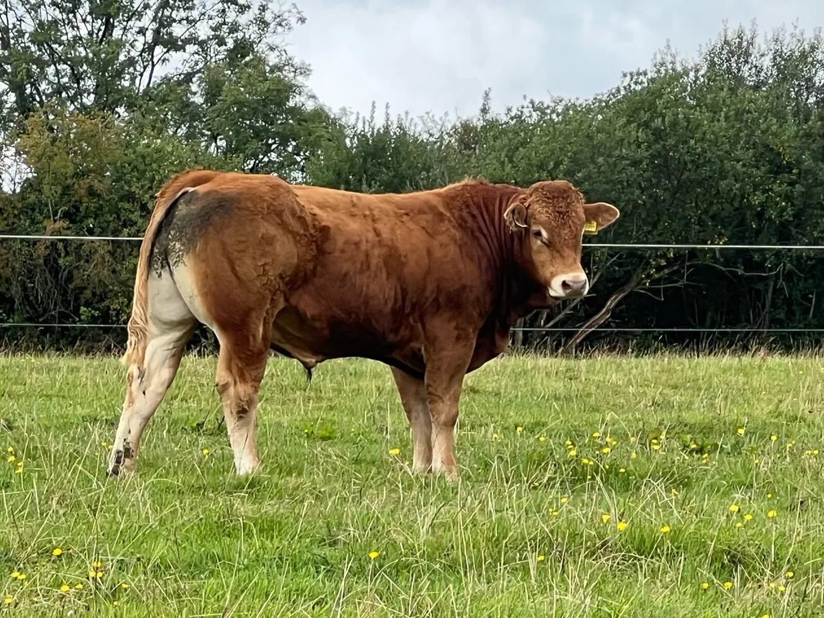 Livestock - Image 3
