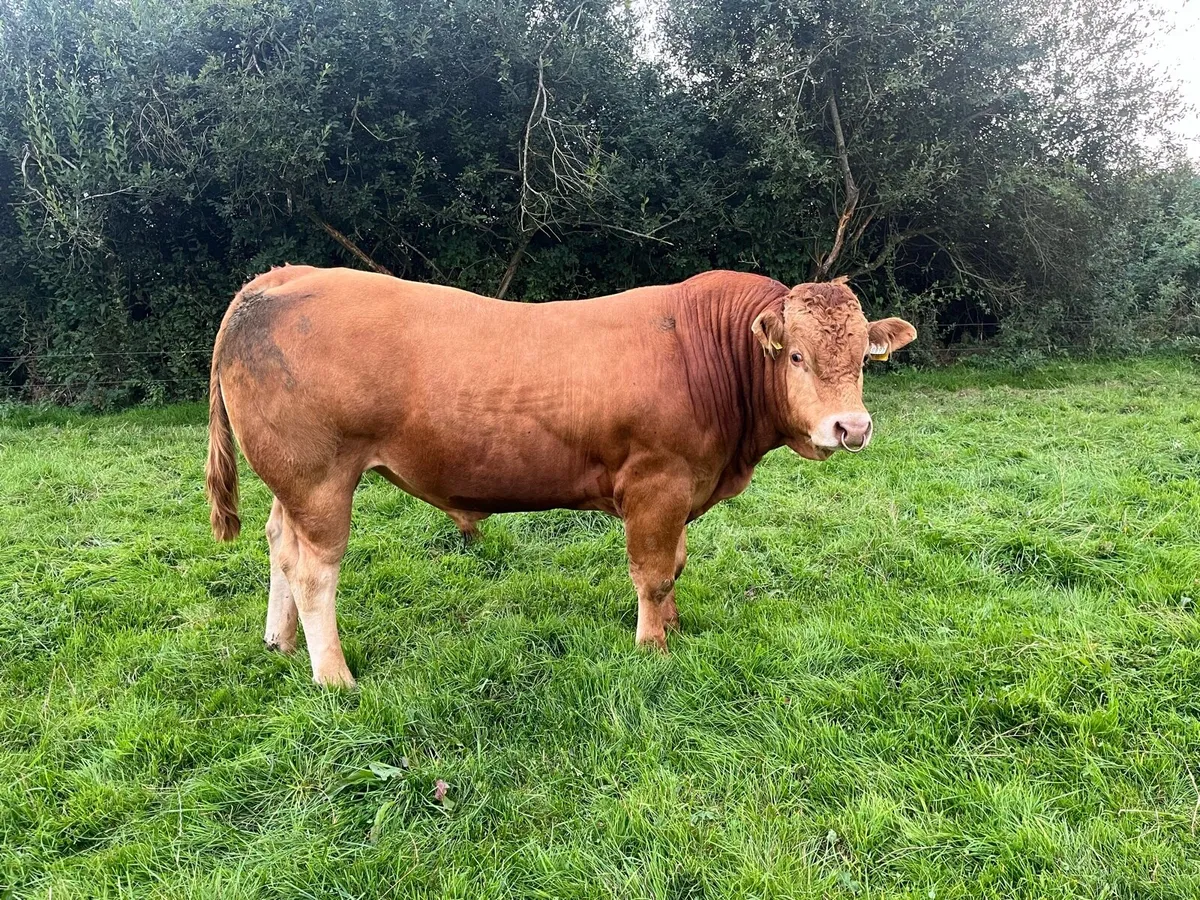 Livestock - Image 4