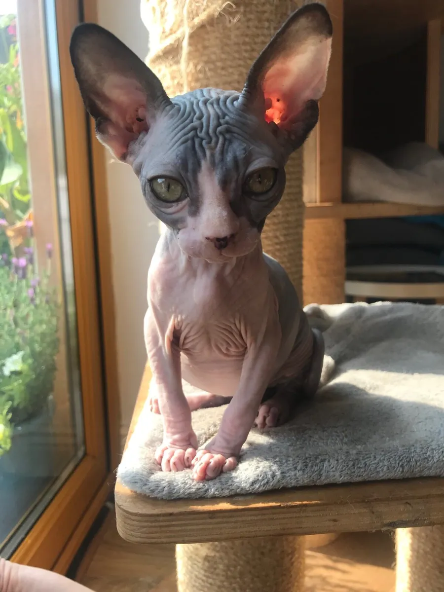 Sphynx kittens Gccfi registered - Image 3