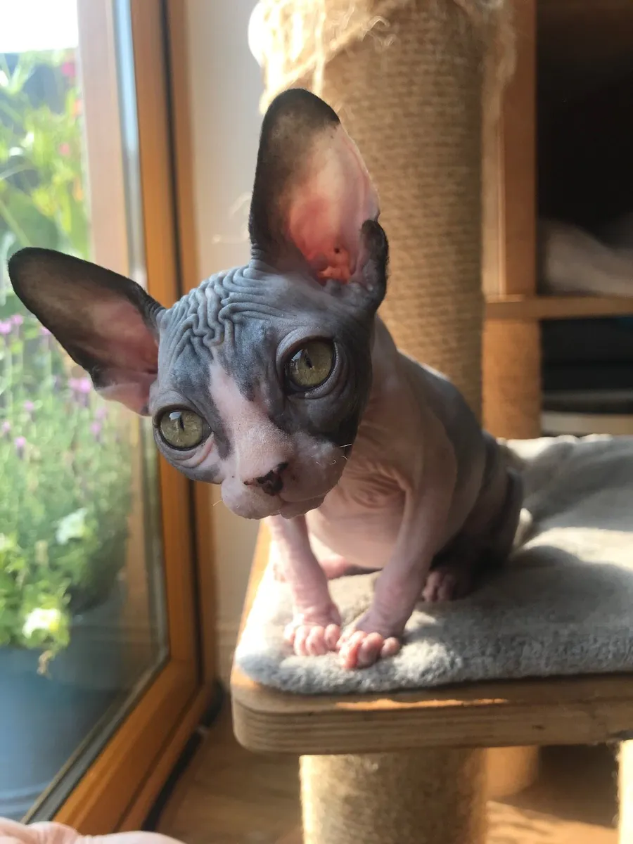 Sphynx kittens Gccfi registered - Image 4