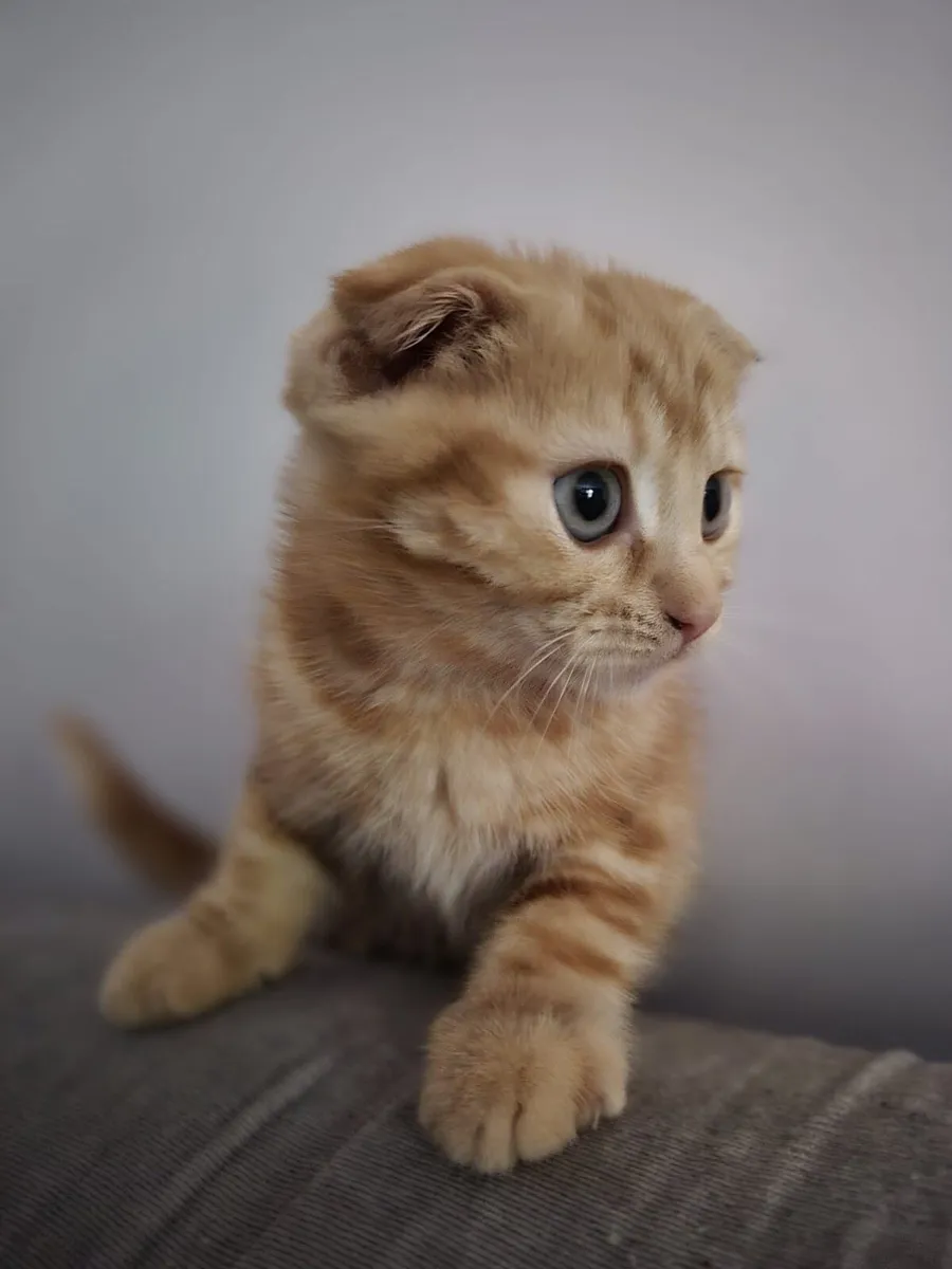 Scottish Fold male kitten - Image 2