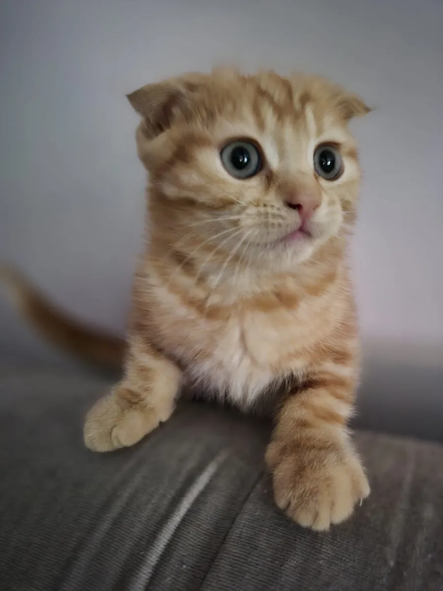 Scottish Fold male kitten - Image 3