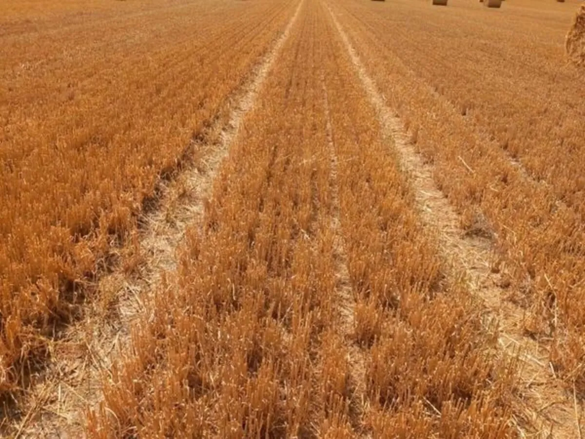 Bales of Hay and Barley straw - Image 2