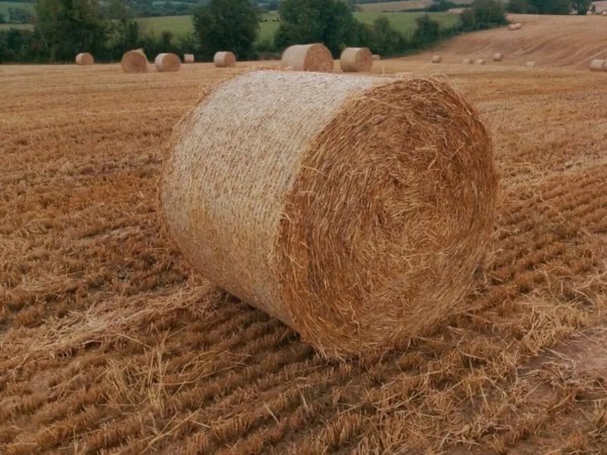 Bales of Hay and Barley straw - Image 3