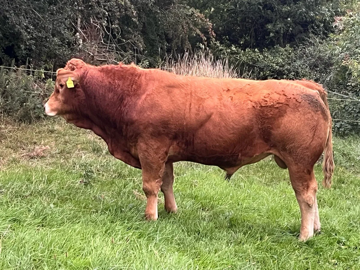 Livestock - Image 1
