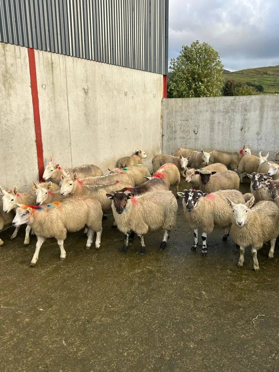 Store lambs - Image 2