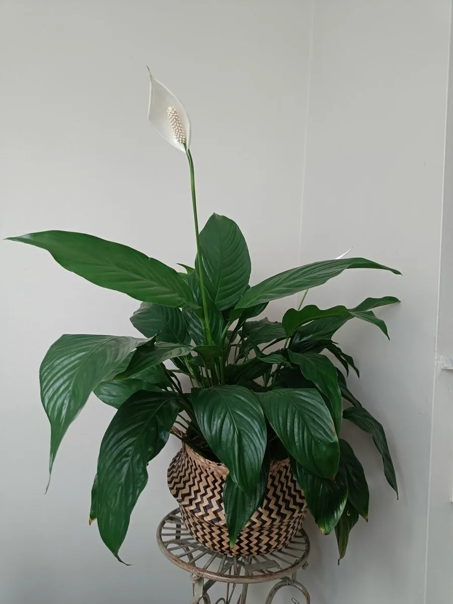Peace lily - Image 3