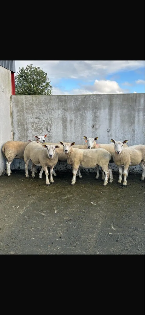 18 texel cross hoggets - Image 1