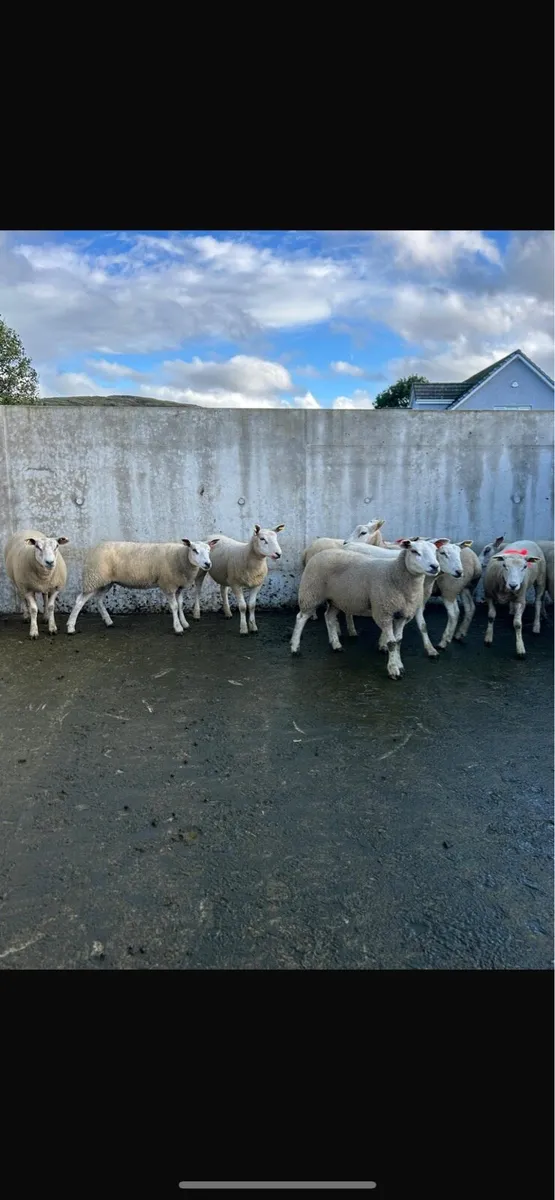 18 texel cross hoggets - Image 2