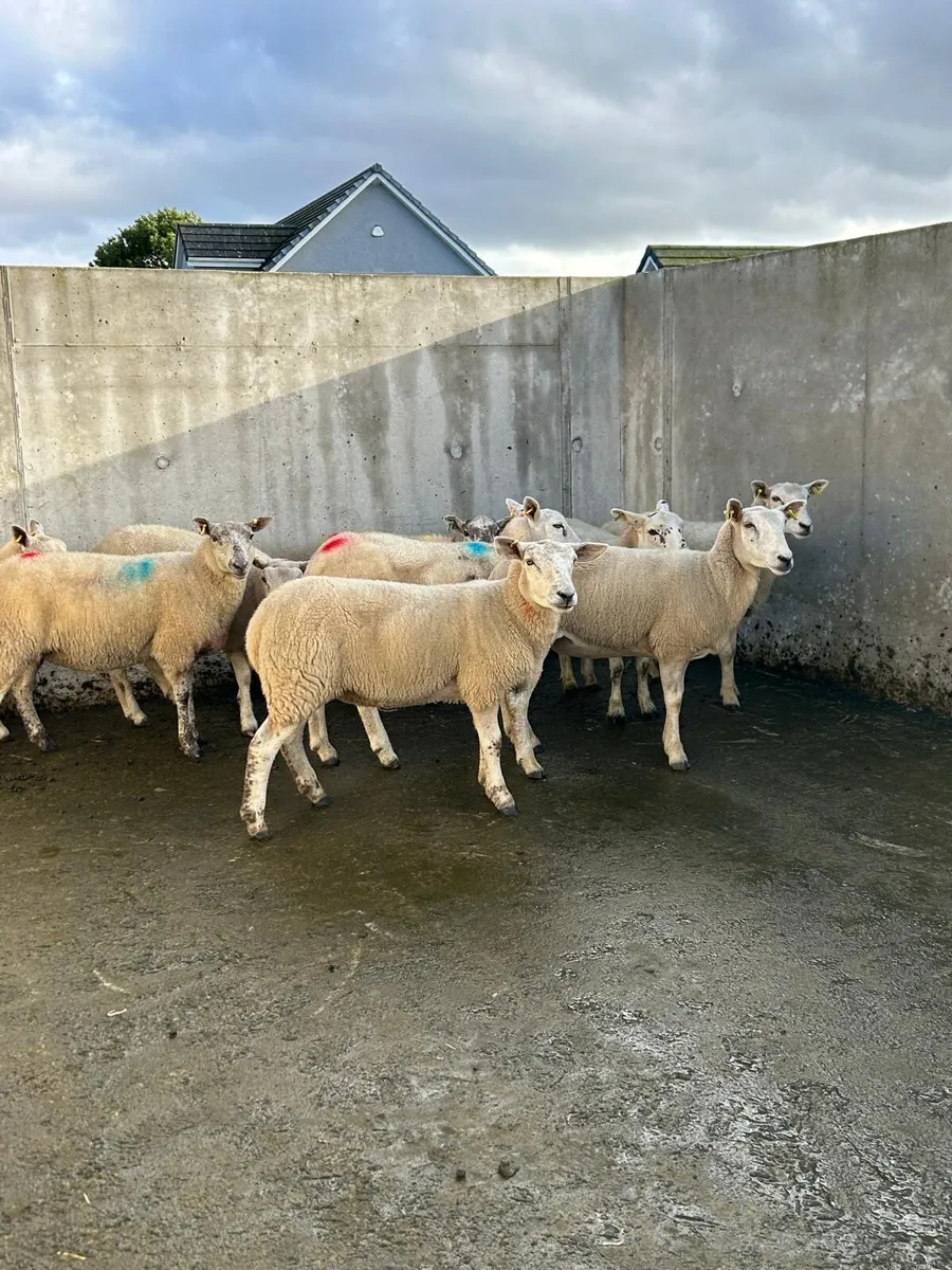 18 texel cross hoggets - Image 4