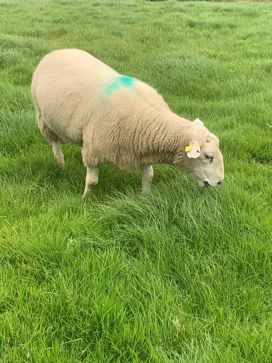 Belclare Ram - Image 3