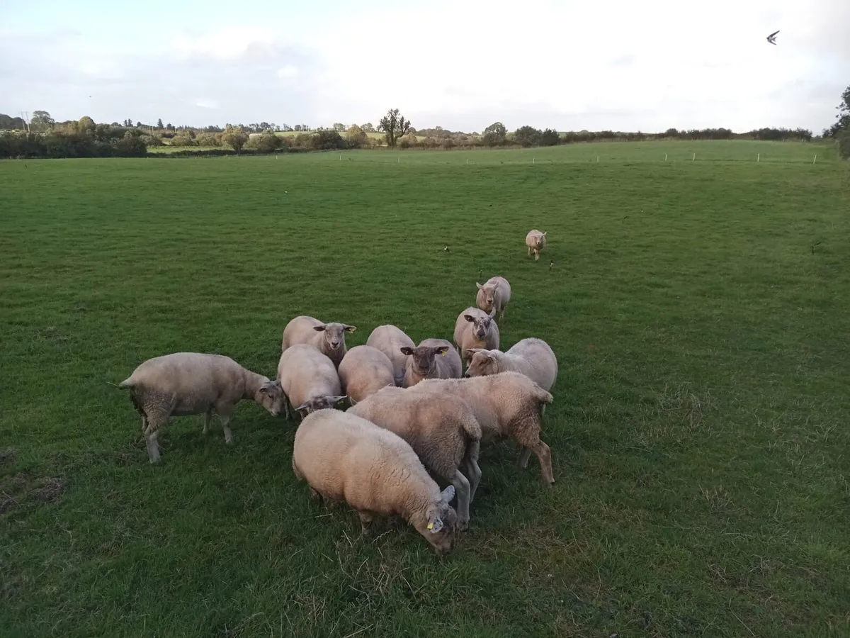 Sheep